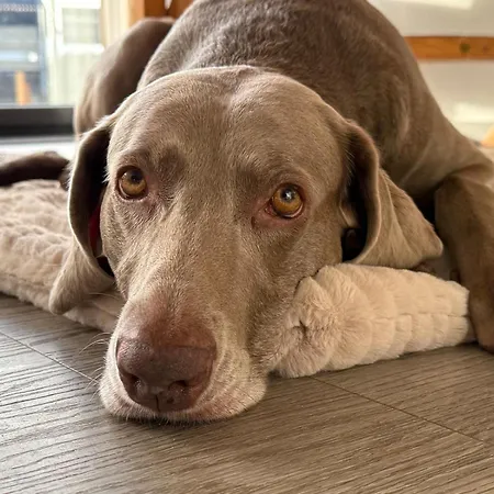 Sophia 70qm Bis 5 Gaeste Mit Fass-sauna, Whirlpool April Bis Oktober, 75qm Terrasse Und Eingezaeunten Garten